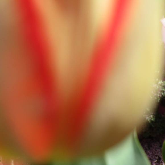 Meet your Posher, Valerie - Picture 1 of 1